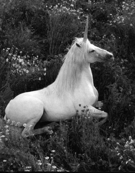 Pegasus Unicorn, Real Unicorn, Yennefer Of Vengerberg, Unicorn Pictures, Last Unicorn, Unicorns And Mermaids, The Last Unicorn, Unicorn Horse, Ange Demon