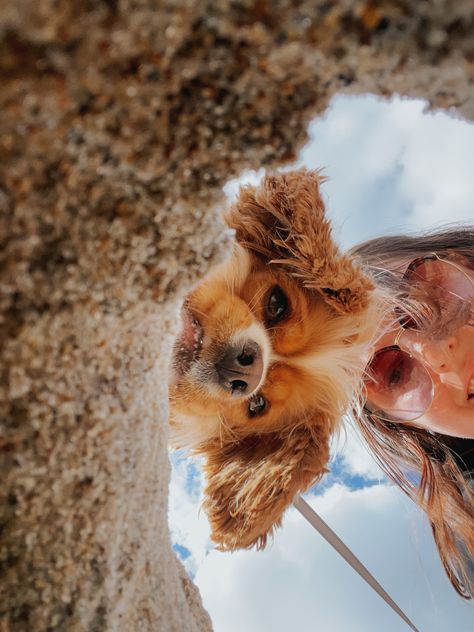 This is a cute, summery photo idea if you are at the beach with your dog! Beach Dog Photos, Beach Christmas Pictures, Dog Photography Poses, Chaotic Energy, Puppy Bag, Photos With Dog, Dog Photoshoot, Just Imagine, Dog Beach