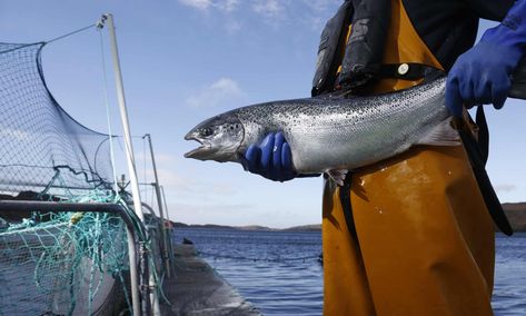 Net loss: the high price of salmon farming | Fishing | The Guardian Lift Bridge, Scottish Salmon, Pacific Salmon, Salmon Farming, Wild Caught Fish, Fishing Store, Boat Storage, Atlantic Salmon, Wild Salmon