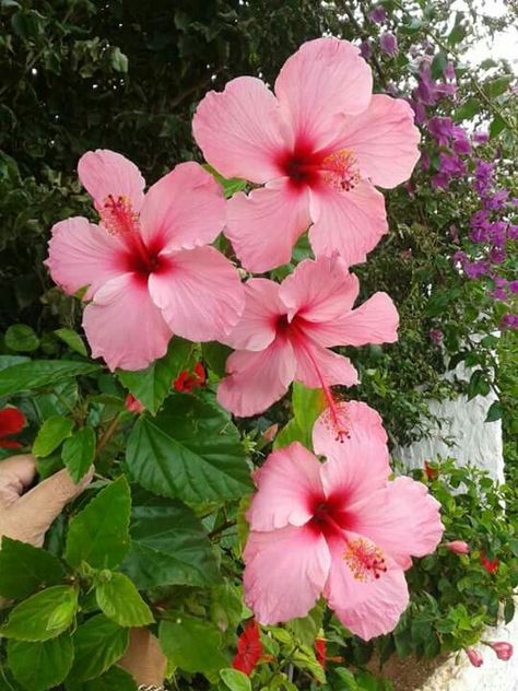 Hisbusic Flower, Hibiscus Flower Aesthetic, Gumamela Flower, Flowers Garden Ideas, Plant Hibiscus, Spanish Flowers, Flower Tropical, Photos Flowers, Flowers Tropical