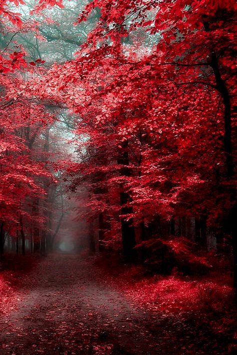 Red Aesthetic Landscape, Red Forest Aesthetic, Red Nature Aesthetic, Aesthetic Landscape, Beautiful Winter Scenes, Red Nature, Red Forest, Scene Wallpaper, Scenery Pictures