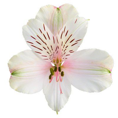 Thursd is your online floral meetup spot. Where flower & plant enthusiasts connect, to help decide what to watch, what to follow, and what to buy. Growing Carnations, Girl Self Care, Dyed Flowers, Self Care Checklist, Floral Trends, Flower Icons, Nothing But Flowers, Flower Therapy, Annual Flowers