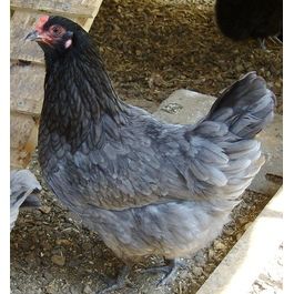 Olive Egger Olive Egger Chicken, Australorp Chicken, Olive Egger, Blue Chicken, Fancy Chickens, Beautiful Chickens, Keeping Chickens, Hatching Eggs, Fresh Chicken