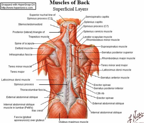 muscles of the upper posterior body Supraspinatus Muscle, Lat Workout, Upper Back Exercises, Muscular System, Muscle Anatomy, Lower Back Exercises, Back Pain Exercises, Body Anatomy, Back Muscles