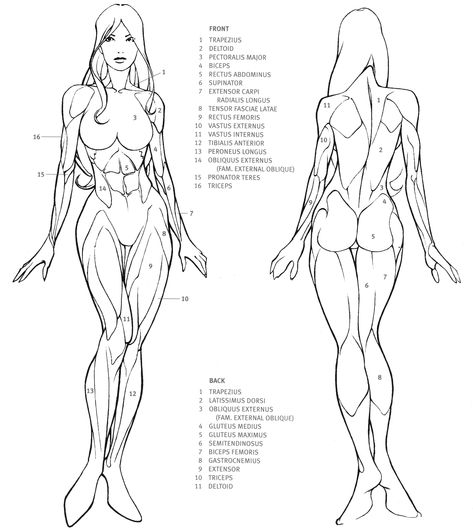 Drawing Female Body, Female Drawing, Human Anatomy Drawing, Human Figure Drawing, Human Anatomy Art, Anatomy Sketches, Anatomy For Artists, Body Anatomy, Female Anatomy