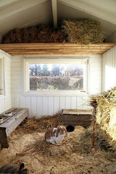 Animal Cages Outdoor, Outside Rabbit Enclosure, Rabbit Barn Ideas, Outdoor Rabbit Enclosure Diy, Outdoor Bunny Enclosure, Diy Rabbit Hutch Outdoor, Bunny House Outdoor, Outdoor Bunny Habitat, Small Animal Barn