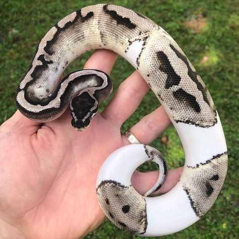 Axanthic Ball Pythons, Piebald Python, Royal Python, Rosy Boa, Danger Noodle, Cool Snakes, Pretty Snakes, Ball Python Morphs, Ball Pythons