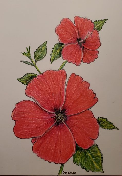 Flower Drawing Color, Poster Merdeka, Flower Drawing For Kids, Drawing Of Flowers, Simple Flower Drawing, Easy Flower Painting, Easy Art For Kids, Red Hibiscus, Colored Pencil Artwork