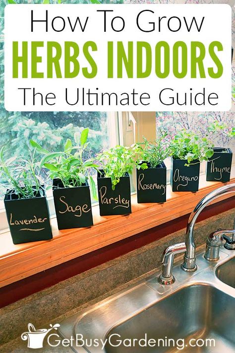 Sunlight Room, Grow Herbs Indoors, How To Grow Herbs, Terrariums Diy, Growing Herbs Indoors, Herb Plants, Grow Herbs, Herb Garden In Kitchen, Diy Herb Garden