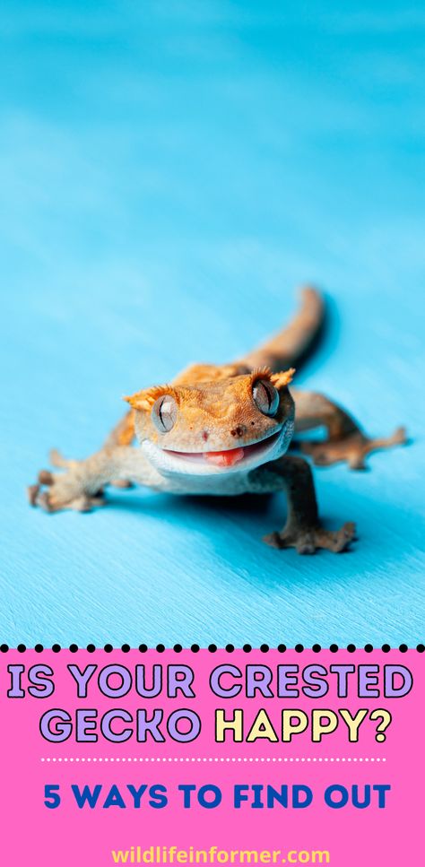 You may think you are taking good care of your reptile friend, but how do you really know if your crested gecko is happy? We share 5 things you can look for to make sure your crested gecko is thriving. #exoticpets #crestedgecko #reptilepets #reptiles #geckos Crested Gecko Food, Crested Gecko Colors, Crested Gecko Funny, Crusted Geckos, Crested Gecko Morphs, Crested Gecko Care, Gecko Food, Crested Geckos, Crested Gecko