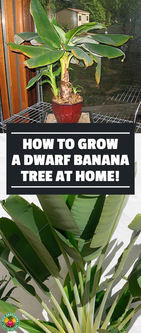 Truly Tiny Banana Tree, Ornamental Banana Plant, Growing Banana Trees, Banana Tree In Pot, Banana Plant Indoor, Indoor Banana Tree, Balcony Jungle, Banana Palm Tree, Indoor Rainforest