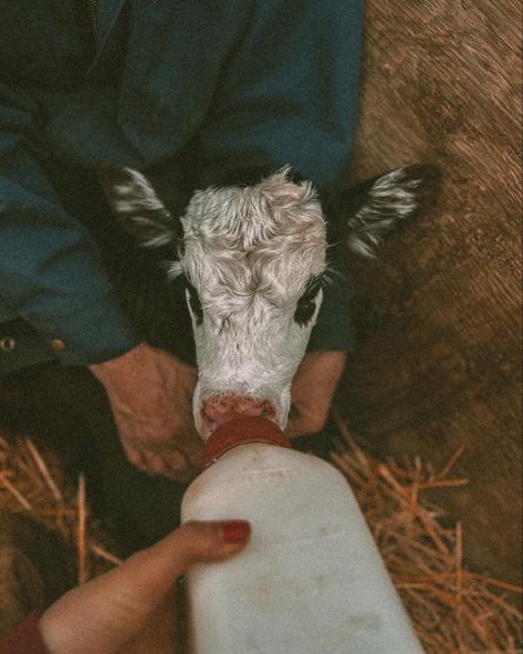 Bottle feeding 🖤 #ranchlife #ranch #cattleranch #western #farmer #calvingseason #westernart #photography #westernartphotography #saskatchewan #prairie #blackangus #farmlife Bottle Feeding Calves, Ranch Family Aesthetic, Western Ranch Aesthetic, Ranch Wife Aesthetic, Farmlife Aesthetic, Rancher Aesthetic, Ranch Life Aesthetic, Yellowstone Aesthetic, Farmer Aesthetic