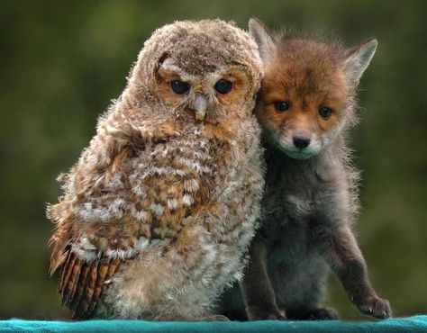 Unlikey adorable friends. #imgur Baby Owls, Cheetah Family, Unlikely Animal Friends, Disney Animal Kingdom Lodge, Animal Kingdom Lodge, Disney Animals, Owl Pictures, Animals Friendship, Unusual Animals