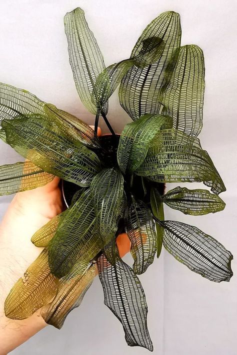 Keep your Madagascar Lace Plant thriving by burying half its bulb in the substrate and maintaining soft to moderately hard water. With proper water circulation and a temperature range of 68-75°F, this aquatic plant will flourish in no time!  📷️: theplantfinder on IG Lace Leaf, Leaf Veins, Weird Plants, Plants Are Friends, Inside Plants, Plant Tree, Plant Decor Indoor, Terrarium Plants, Tree Care