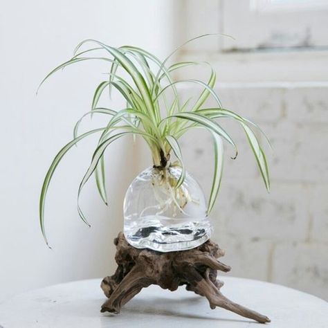 Water Plants Indoor, Plants Grown In Water, Tanaman Air, Aquatic Garden, Indoor Water Garden, Indoor Bonsai Tree, Indoor Bonsai, Balcony Plants, Deco Nature