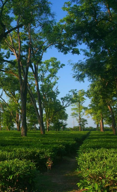 Beautiful tea garden in Assam. Assam Beauty, Assamese Culture, History Of Tea, Weeknd Poster, Tea Gardens, Assam Tea, Tea History, Northeast India, Tea Garden