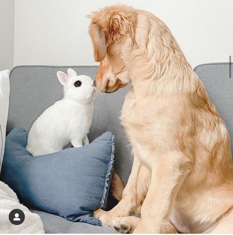 Dog And Bunny, Aesthetic Bunny, Bunny Room, Cutee Animals, Room Goals, Animal Pics, Pet Birds, Animal Pictures, Photo Ideas