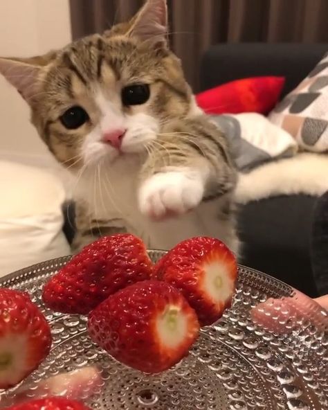 Purfect Cat Crew 🐱 on Instagram: “Aww such a Cutie! 😻 Double Tap if you Love Cats 💗 - Follow @purfectcatcrew for more Catacular Content! 😸 DM us a Picture of your Kitty for…” Kawaii, Cats With Strawberries, Cat And Strawberry, Cat With Food, Aesthetic Strawberries, Strawberry Cat, Silly Cats Pictures, Cute Strawberry, Cat Icon