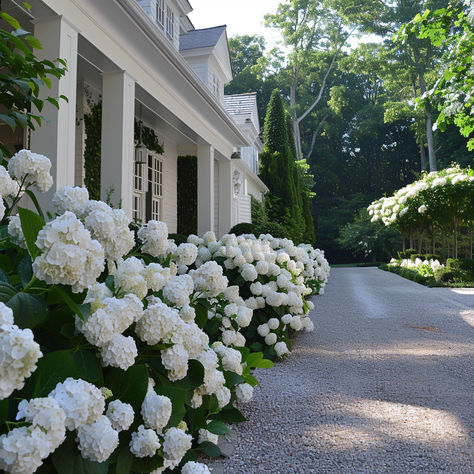 White Hydrangea Lined Driveway. Hydrangeas Driveway, White Hydrangea Front Of House, Front Hydrangea Landscaping, White House With Hydrangeas, White Hydrangea Landscaping, Hydrangeas In Front Of House, Hydrangea Backyard, Hydrangeas In Pots, Lunar Garden