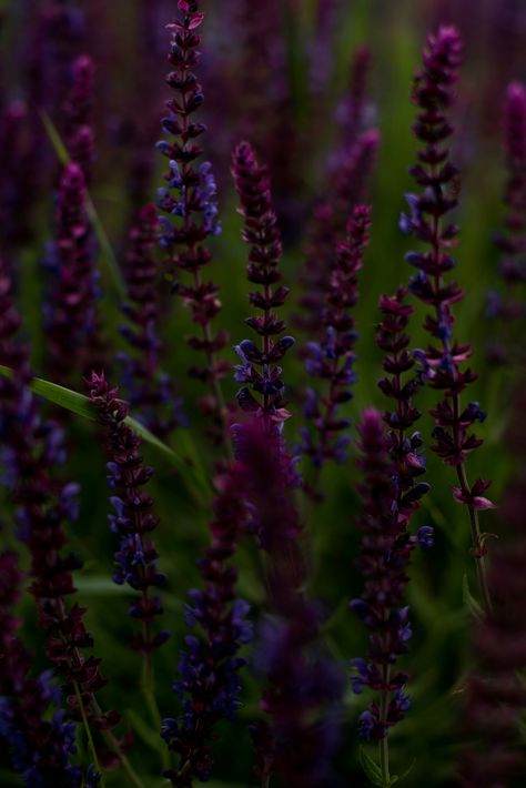 https://unsplash.com/photos/a-bunch-of-purple-flowers-in-a-field-hSuZ5RPIdpg?utm_source=unsplash&utm_campaign=unsplash-ios&utm_medium=referral&utm_content=view-photo-on-unsplash Dark Wildflowers, Crystal Kingdom, Purple Wildflowers, Dark Lavender, Christmas Pics, View Photo, Lavender Fields, Christmas Pictures, Dark Purple