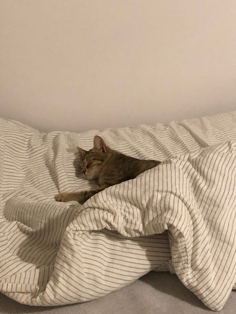 Sleeping Asethic, Sleeper Aesthetic, Cat Sleeping On Back, Sabina Core, Good Sleep Aesthetic, Cat Sleeping In Bed, Sleep Core, Sleepy Core, Cat On Bed