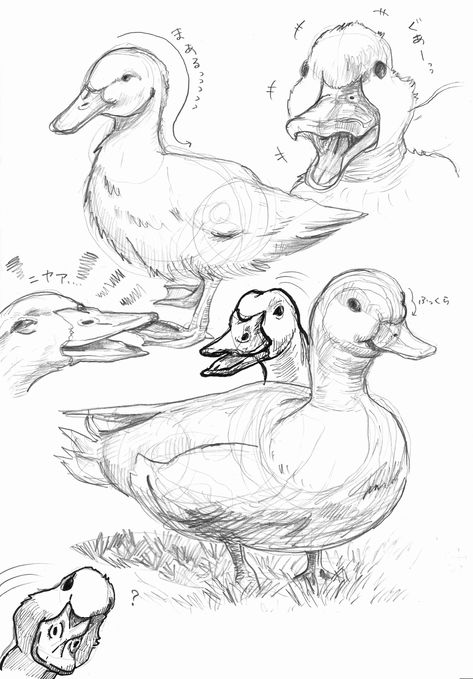 Duck Drawing Reference, Duck Head Drawing, Mascot Character Design, Duck Sketch, Traditional Sketches, Duck Character, Bird Sketch, Animal Illustration Art, Animal Drawings Sketches