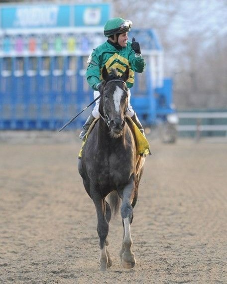 Code Of Honor, Honor Code, Thoroughbred Horse Racing, Racing Photos, Horse Names, Race Horses, Photo Store, All About Horses, Thoroughbred Horse