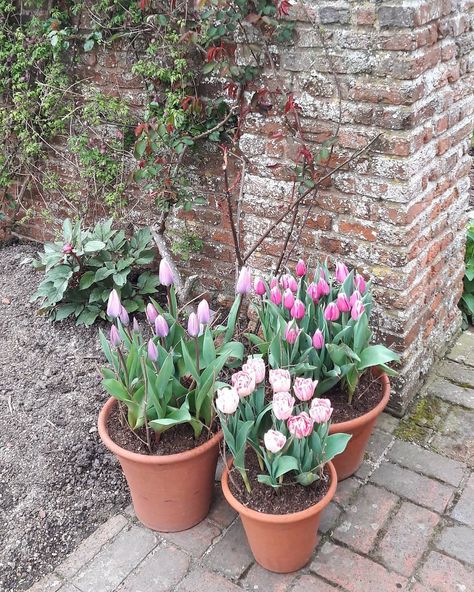 Alex I The English Gardener on Instagram: “What, tulips already - this early in the season? . False alert - this is one of last year's container displays at Sissinghurst, with what…” Garden Inspo, Spring Garden, The English, Tulips, Home And Garden, Plants, On Instagram, Instagram