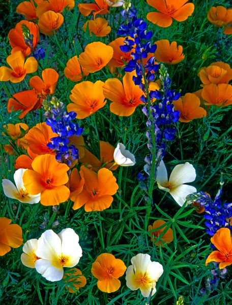 Designing A Garden, Garden From Scratch, Fleur Orange, Small Backyard Ideas, Aesthetic Garden, Garden Aesthetic, Wildflower Garden, California Poppy, Ideas Garden