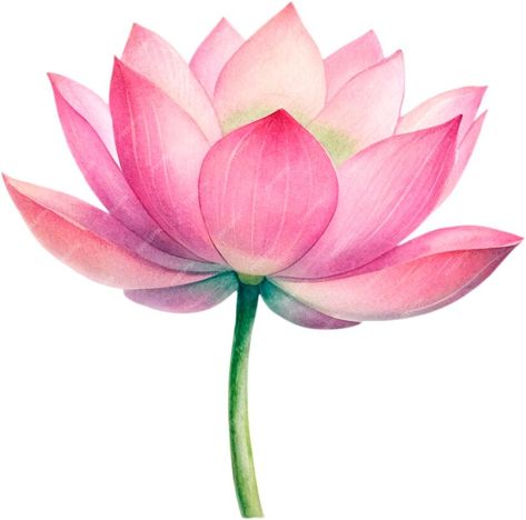 Premium PSD | Watercolor lotus flower Lotus Flower Painting Watercolors, Shading Drawings, Lotus Flower Watercolor, Lotus Drawing, Chart School, Painted Saree, Lotus Flower Painting, Koi Painting, Watercolor Lotus