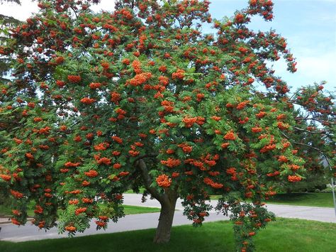 Large mature Mountain Ash tree in late summer showing plentiful fruit that will persist until about Christmas European Trees, Mountain Ash Tree, Weeping Cherry Tree, Tree Seedlings, Tree Beautiful, Backyard Plants, Tree Species, Mountain Ash, Ash Tree