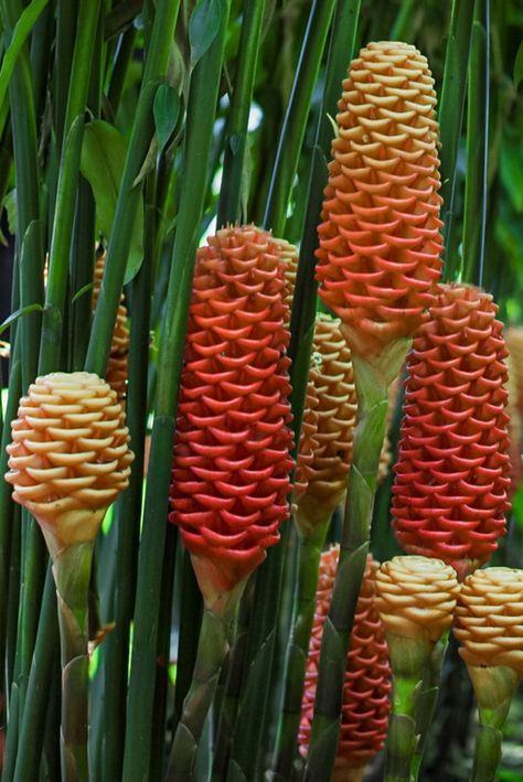 Beehive Ginger Plants, Beehive Ginger Flower, Ginger Flower Plant, Exotic Flower Arrangements, Ginger Plant Flower, Grow Ginger Indoors, Exotic Flowers Tropical, Zingiber Zerumbet, Beehive Ginger