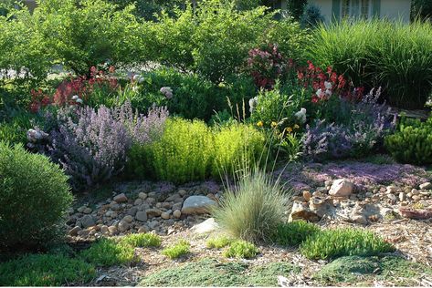 Colorado Drought Tolerant Landscape, Colorado Front Yard Landscaping, Colorado Xeriscape Front Yard, Xeriscape Front Yard Colorado, Iris Landscaping, Montana Landscaping, Colorado Backyard, Xeriscape Ideas, Colorado Landscaping