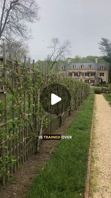 Andrew Conboy on Instagram: "Have you ever heard of these 3 pruning techniques? I recently stopped by the @hagleymuseum and was given a tour of their gardens. In one of them, they had trees pruned in these unique ways. These methods take some practice to master, but they can increase interest or function in your garden, particularly with fruit trees and other small flowering trees. 

Espalier pruning involves training a tree to grow in two dimensions, usually along a wall or fence. It is often used in tight spaces or along the perimeter of a garden. The step-over pruning technique is often used to line paths, and trains trees to grow low to the grow and horizontally along a structure. Lastly, Quenouille pruning involves shaping a tree into a conical shape with main layers of branches that Fruit Tree Fence, Small Flowering Trees, Tree Arborist, Fence Trees, Espalier Fruit Trees, Fruit Tree Garden, Orchard Design, Garden Hacks, Flowers Gardening