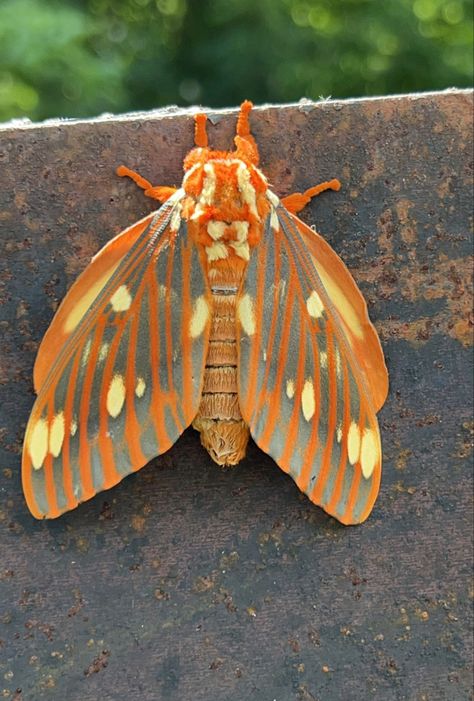 Isabella Tiger Moth, Regal Moth, Moth Butterfly, Tiger Moth, Favorite Animals, Arachnids, Summer Reading, Moth, Art Inspo