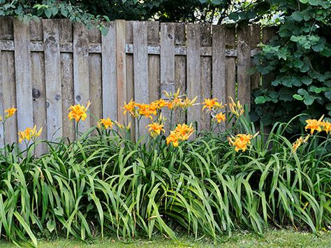 13 Plants That Give You Bang for Your Buck "Daylilies are gorgeous and easy to divide. You can build a fine collection of colors and shapes by acquiring a few plants each year." Country Garden Decor, Easy Plants To Grow, Landscape Designers, Pool Noodle, Garden Shrubs, Easy Care Plants, Country Landscaping, Hardy Plants, Easy Plants