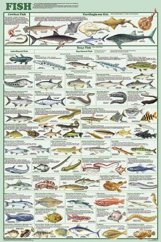 Fish Species Educational and Decorative Chart Poster 24 x 36 123Posters http://smile.amazon.com/dp/B003QKWMRA/ref=cm_sw_r_pi_dp_mAS0ub1JHD12A Fish Chart, Science Chart, Fish Species, Fishing Techniques, Types Of Fish, Gone Fishing, Education Poster, Best Fishing, Saltwater Fishing