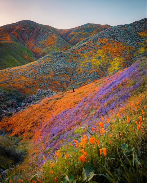 Super Bloom, Valley Of Flowers, Matka Natura, Belle Nature, Pretty Landscapes, Nature Aesthetic, The Hills, Flower Field, Pretty Pictures