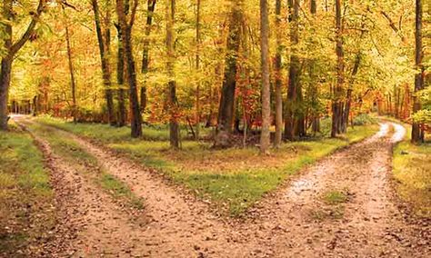 The Poetry of Robert Frost – The Road Not Taken | English with a Smile Autumn Ambiance, Path Way, Reason For Leaving, Fork In The Road, Poetry Prompts, The Road Not Taken, Find Your Passion, Yellow Wood, Art Quilting