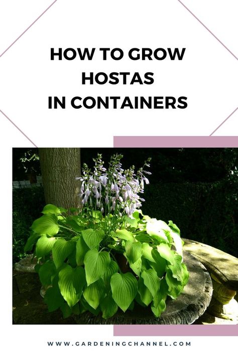 hosta in pot with text overlay how to grow hostas in containers