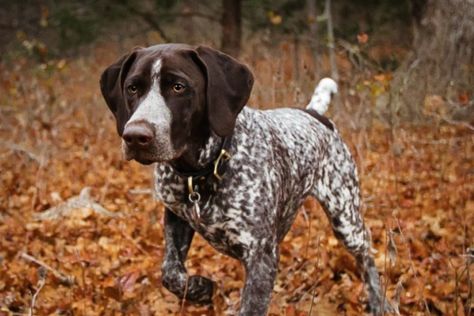 If you're looking for the best hunting pet, you've come to the right place. Here are the 12 top hunter dog breeds. Hunting Dogs Breeds, Hunter Dog, Bluetick Coonhound, Weimaraner Dogs, German Shorthair, Hunting Dog, Bird Dogs, The Fox And The Hound, German Shorthaired Pointer