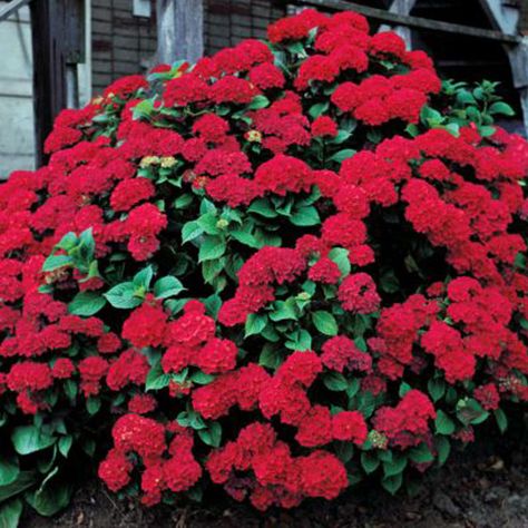 Vanilla Strawberry Hydrangea, Strawberry Hydrangea, Glowing Embers, Bigleaf Hydrangea, Red Hydrangea, Bonsai Flower, Hydrangea Paniculata, Hydrangea Macrophylla, Planting Hydrangeas