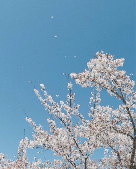 Blue Spring Aesthetic, Blue Sakura, Blue Moon Photography, Moon Baby, Light Blue Aesthetic, Spring Pictures, Blue Iphone, Asian Culture, Moon Photography