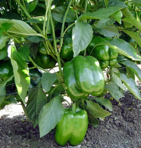 How to grow Bell Peppers in containers | Growing Bell Peppers | Sweet peppers Tree In Container, Grow Bell Peppers, Fig Tree In Pot, Growing Fig Trees, Faux Outdoor Plants, Growing Hot Pepper, Bell Pepper Plant, Vegetable Ideas, Growing Bell Peppers