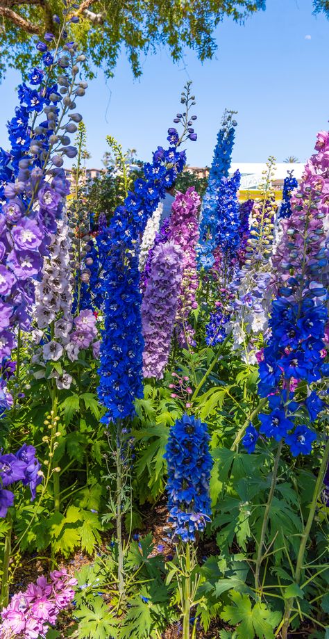 Delphinium Wallpaper, Photos Of Flowers, Free Desktop Wallpaper, Simple Pictures, Wallpaper Images, Delphinium, Flower Bud, Free Hd Wallpapers, Flower Photos