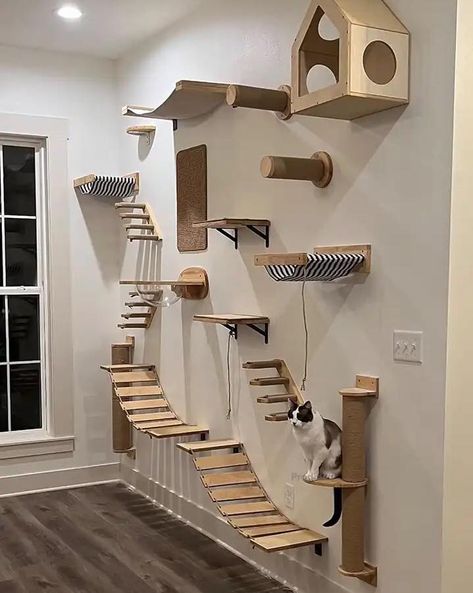 Cat Room Diy, Diy Cat Shelves, Cat Bridge, Cat Climbing Shelves, Cat Climbing Wall, Wooden Cat House, Cat Climbing Tree, Cat Patio, Cat Wall Shelves