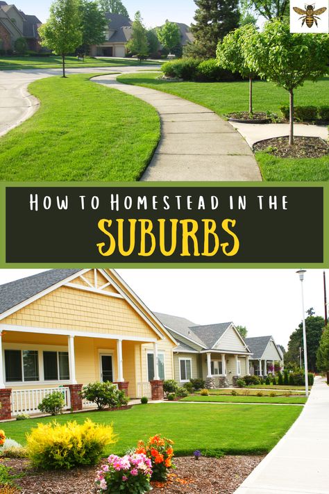 Is backyard homesteading in your dreams? Can you homestead on an urban or suburban plot? You sure can! Let me teach you suburban homesteading skills along with urban homesteading ideas! You'll be surprised as to how much you can actually do with a few suburban/urban homesteading tips and tricks! #suburbanhomesteadingskills #urbanhomesteadingskills #homesteadingforbeginners #beginnershomesteading #surburbanhomesteadingideas Homestead In Suburbs, Homestead Small Backyard, Suburban Backyard Garden, Homesteading In Town, Homesteading In The Suburbs, Urban Homesteading Backyard Small Spaces, Suburban Orchard, Small Backyard Homestead, Urban Homesteading Ideas