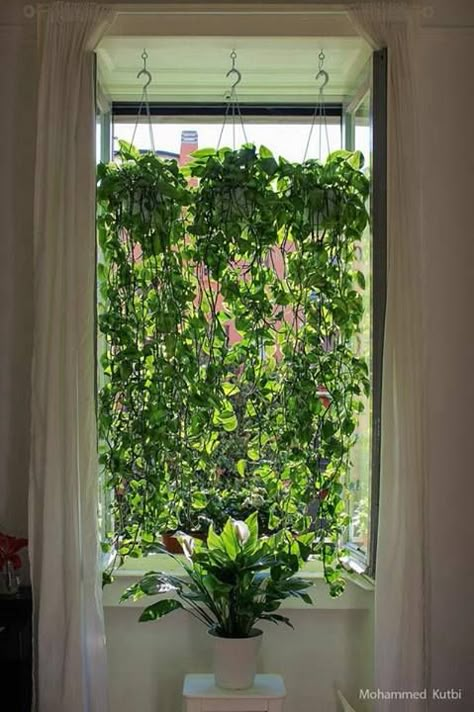 Planta teléfono de 6 años aproximadamente. Curtain Plants, Plant Curtain, Indoor Vines, Window Plants, نباتات منزلية, Golden Pothos, Minimal Living, Hanging Plants Indoor, Peace Lily