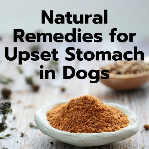 Here are some home remedies for resolving a dog's upset stomach naturally using items found at home. If your dog's stomach issue is acute and fairly mild, you can try a few different things; learn all about the healing properties of herbs below. Upset Tummy Remedies, Food For Upset Stomach, Dog Upset Stomach Remedies, Upset Stomach Food, Upset Stomach Remedy, Dog Upset Stomach, Stomach Remedies, Best Dry Dog Food, Upset Tummy