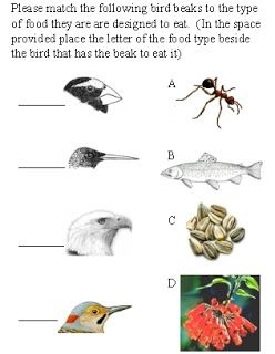 A school of fish: Adaptations and Bird Beak activity Bird Beaks Activity, Stem Fair Projects, Bird Activities, Birds Beak, Bird Study, Worksheet For Kindergarten, Easter Lessons, Love And Understanding, Montessori Diy